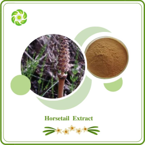 Well Being Food Supplement Health Product Horsetail Extract 10 1 7% Organic Silica Horsetail Extract
