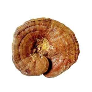 Whole Mushroom Dried Whole Reishi Ganoderma Mushroom