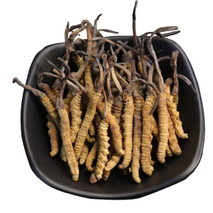 Wild Cordyceps Sinensis Organic Tibet Dried Cordyceps Sinensis Extract