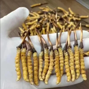 Wild Freeze-Dried Whole Cordyceps Sinensis (Cordyceps Fungus)