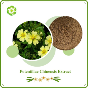 World Well Being Biotech ISO&FDA Certified 4: 1 10: 1 Potentillae Chinensis Extract