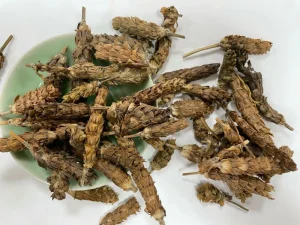 Xiakucao Prunella Vulgaris Chinese Herbal Medicine Dried Herb