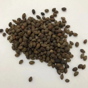 Ya Dan Zi Wild Chinese Herb Medicine Fructus Bruceae for Clearing Away Heat and Toxic Materials