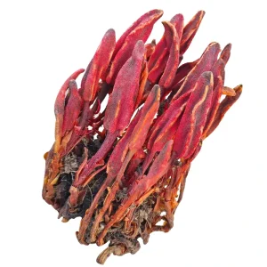 Yang Strengthening and Kidney Tonifying Rejuvenating Grass