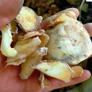 Zhi Nan Xing Chinese Herbal Processed Arisaema Rhizoma Arisaematis