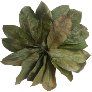 natural dried green soursop tea dry whole graviola leaves for tea